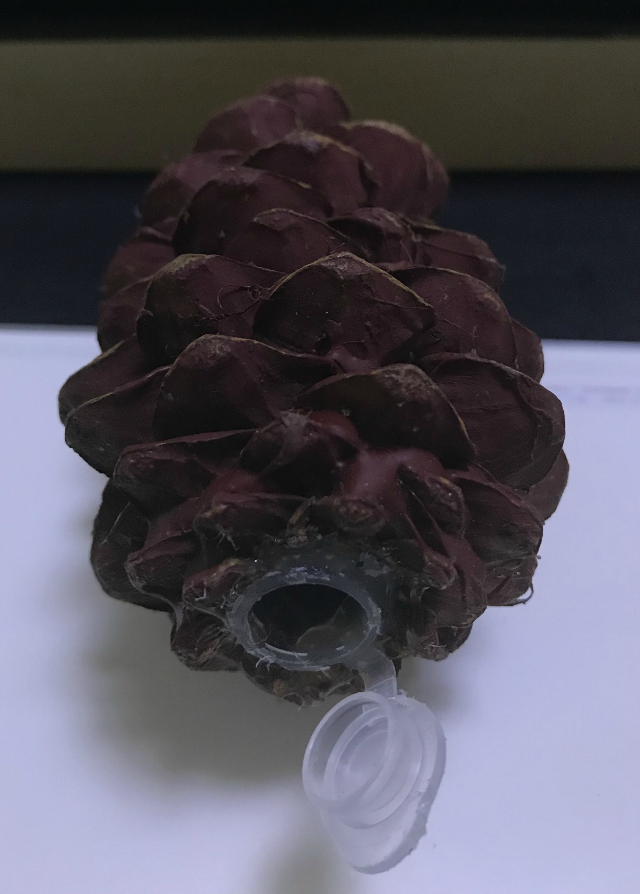 松塔藏点制作