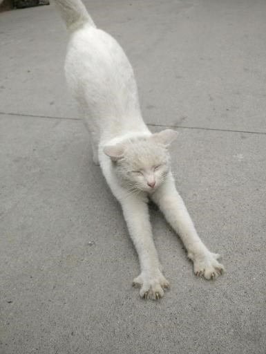 The landlord in the opera house! 这是另一位藏友(BG5LYH)在现场看到的猫，未必是同一只。