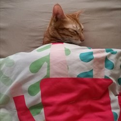 藏友故事:“猫的报恩”
