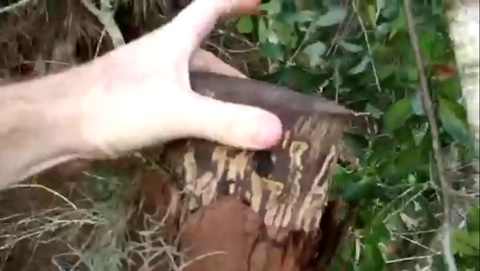 树干的盖子